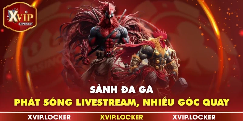 Sảnh đá gà phát sóng livestream, nhiều góc quay